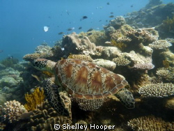 Turtle at the Great Barrier Reef, QLD Australia. Taken wi... by Shelley Hooper 